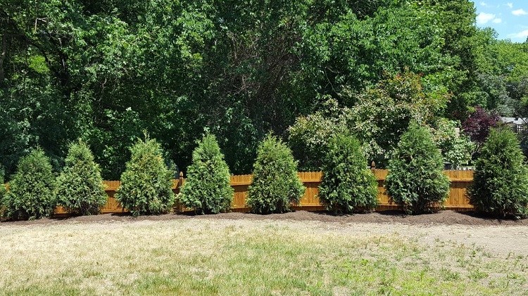 Plantings5 (resized)